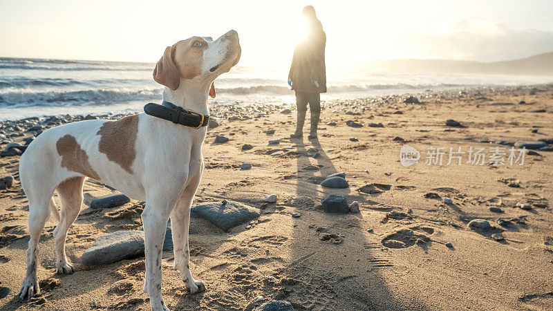 狗在海滩上仰望天空