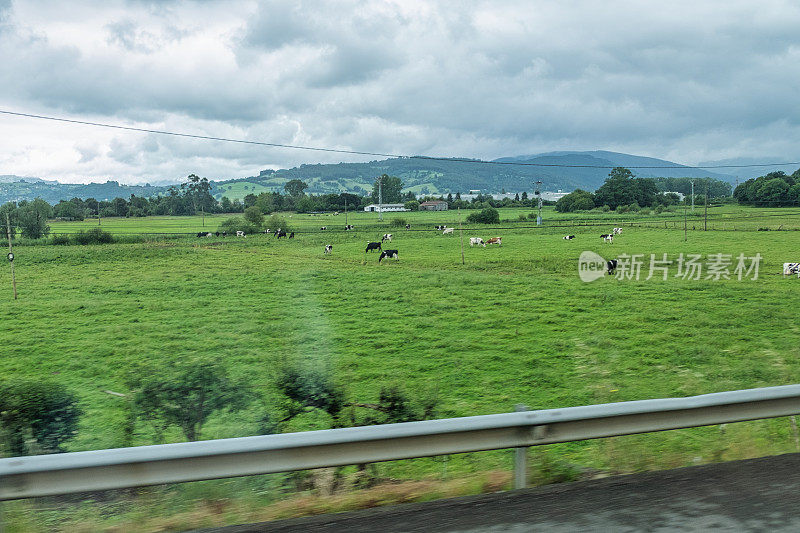 一群奶牛在牧场上吃草