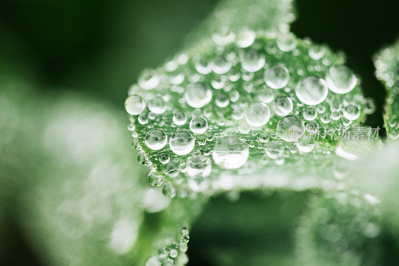 雨后的水滴