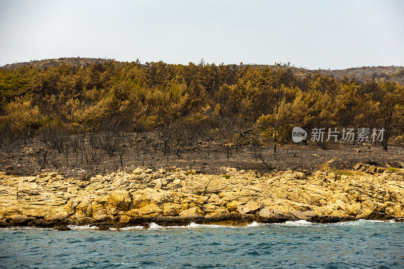 海岸森林大火之后