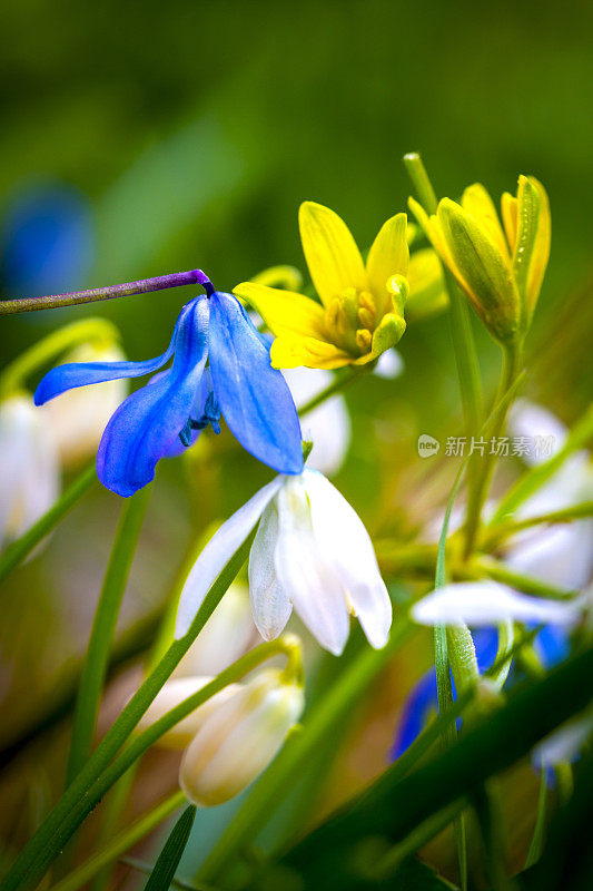 西西里岛白花，春星白花