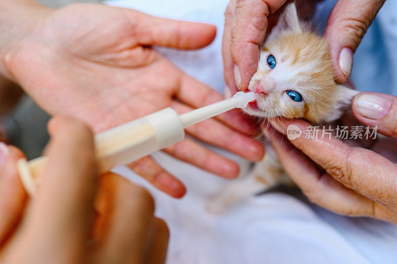 用代奶剂喂小猫