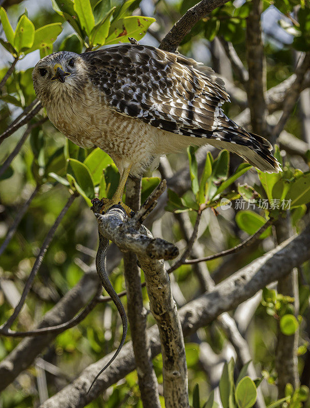 红肩鹰，布特奥lineatus，丁达林国家野生动物保护区，萨尼贝尔岛，佛罗里达州。吃一条蛇。