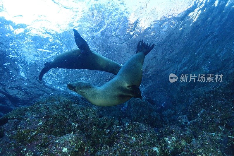 加州海狮