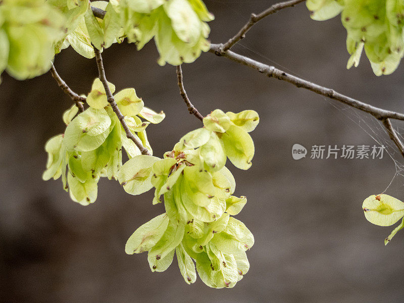 榆树开花