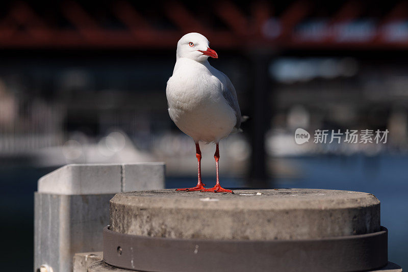 海鸥在海边休息