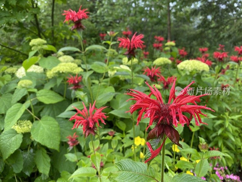 Monarda多年生花卉