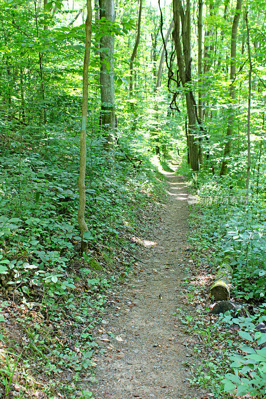 徒步旅行在兰开斯特的森林，美国俄亥俄州