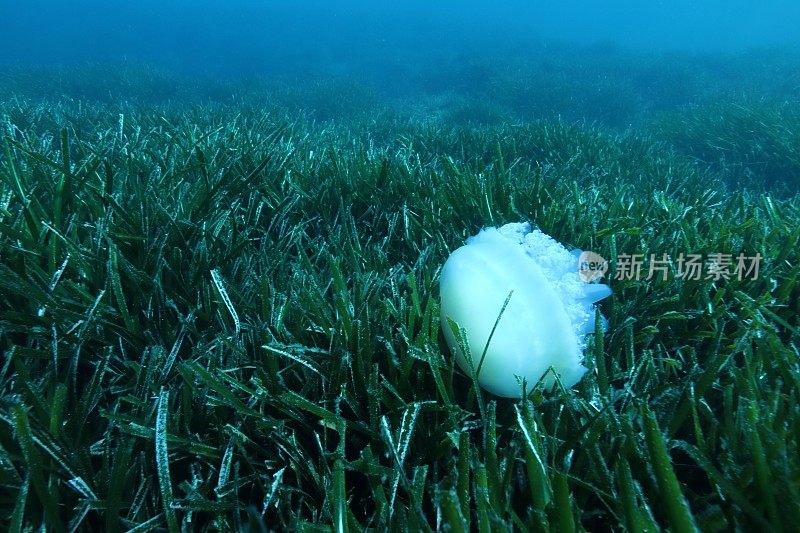 地中海海草草地上的水母