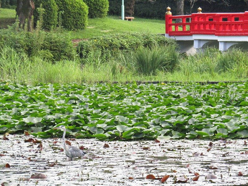 日本。8月。满塘红桥，隐苍鹭。