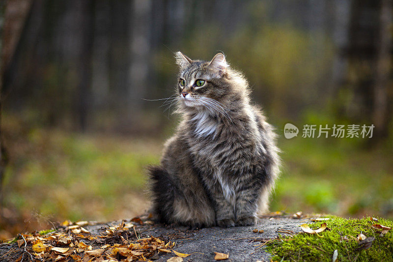 一只可爱的猫在树林里散步