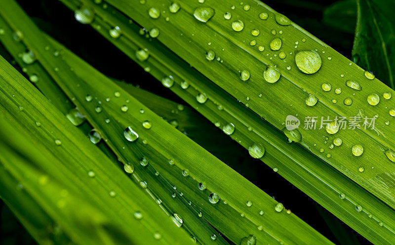 叶子与雨滴