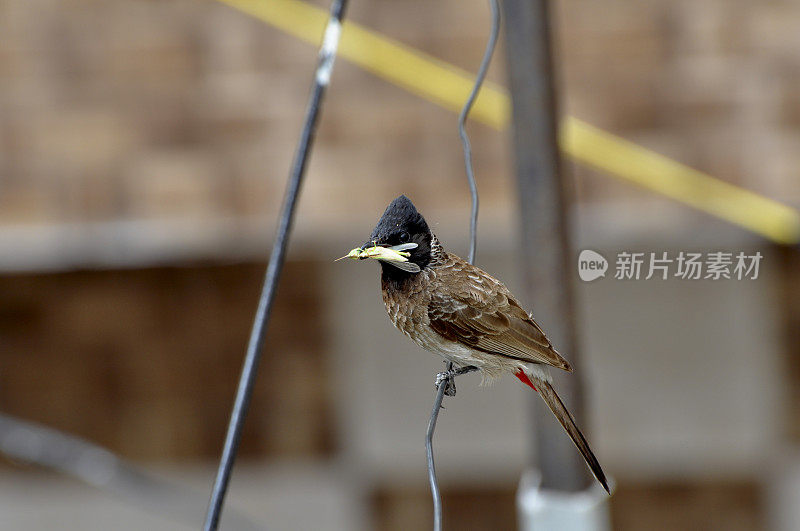 BIRD-Red发泄夜莺