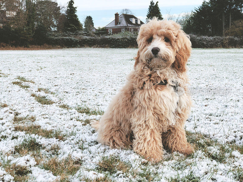 雪地里的可卡波小狗