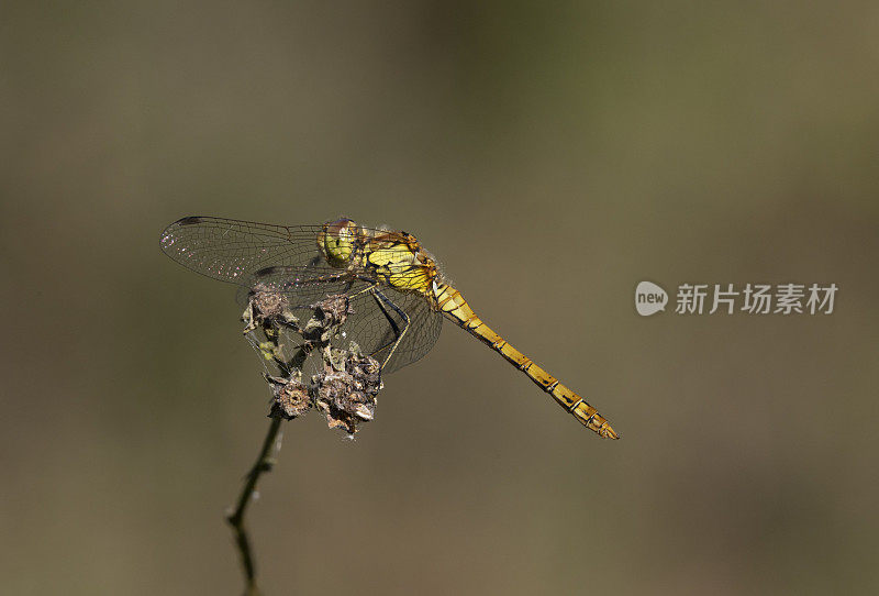 普通飞镖蜻蜓