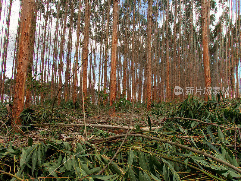 巴伊亚的桉树种植园