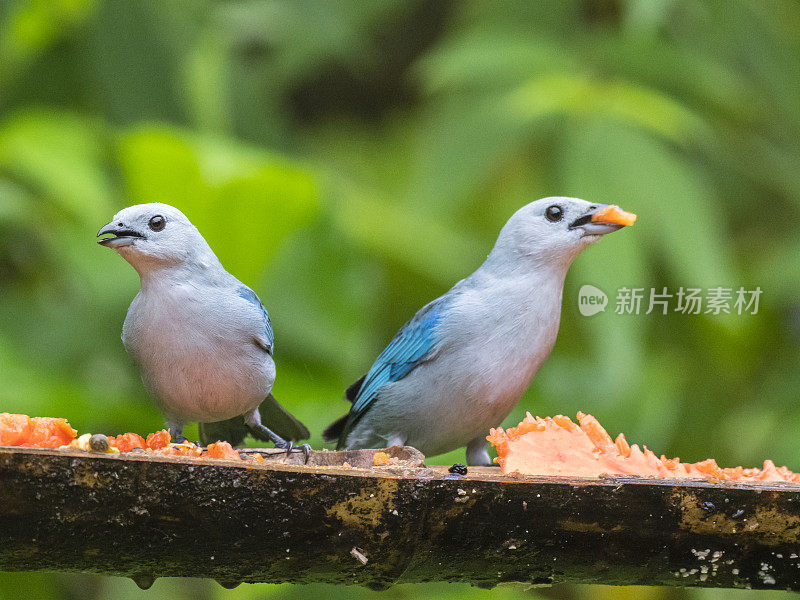两只蓝灰色的唐纳雀在喂鸟处吃水果