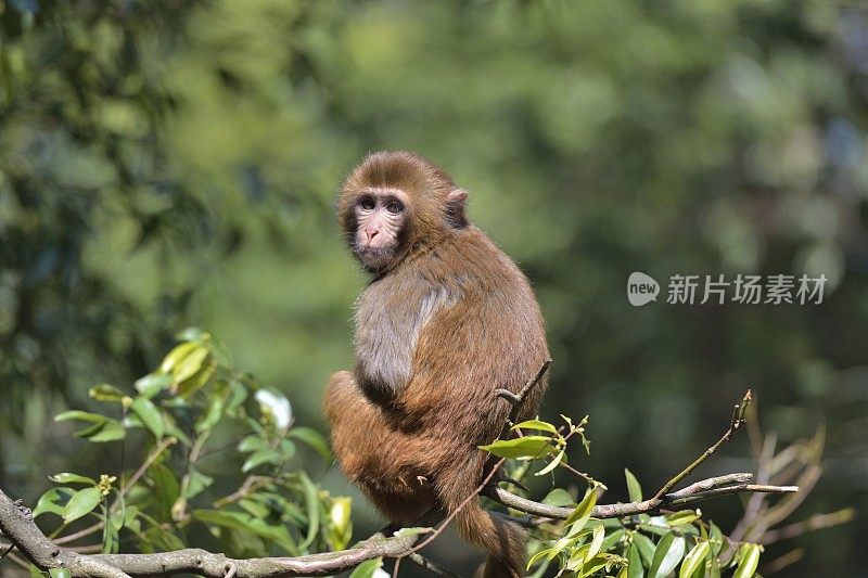 在树林里玩小猴子