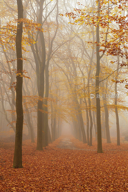 在一个美丽的秋日早晨，穿过雾蒙蒙的山毛榉树