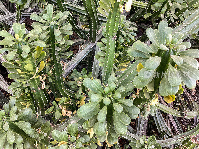 仙人掌仙人掌，亚利桑那州斯科茨代尔沙漠花园