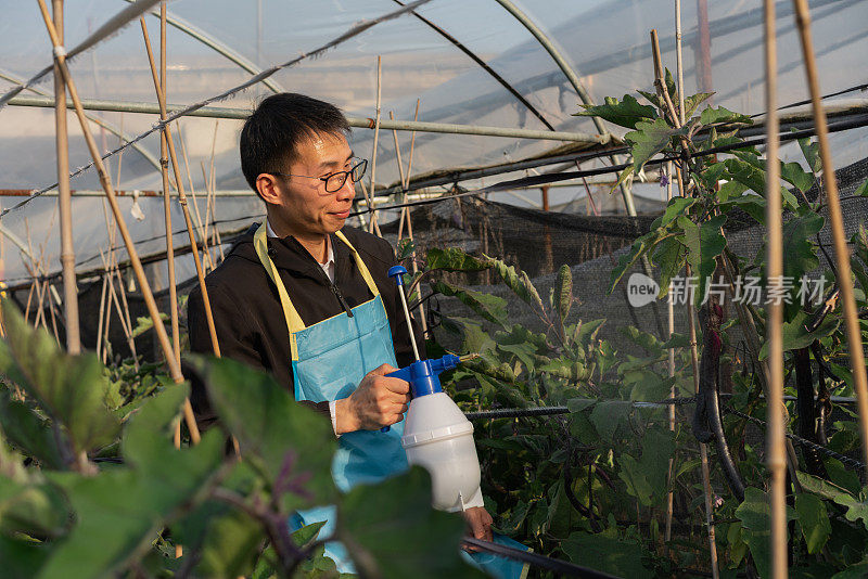 在蔬菜温室工作的农民