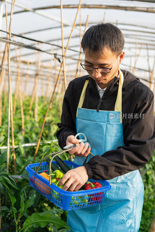 亚洲人在温室里采摘成熟的青椒