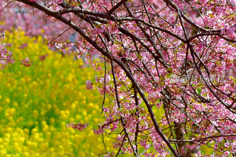 樱花盛开的季节:与背景油菜花川坂品种