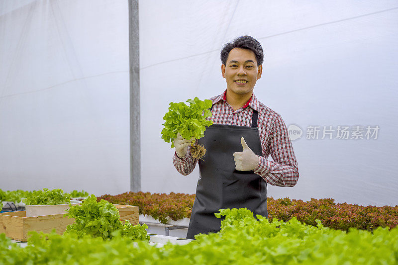 企业家在水培农场工作。蔬菜在温室里生长。