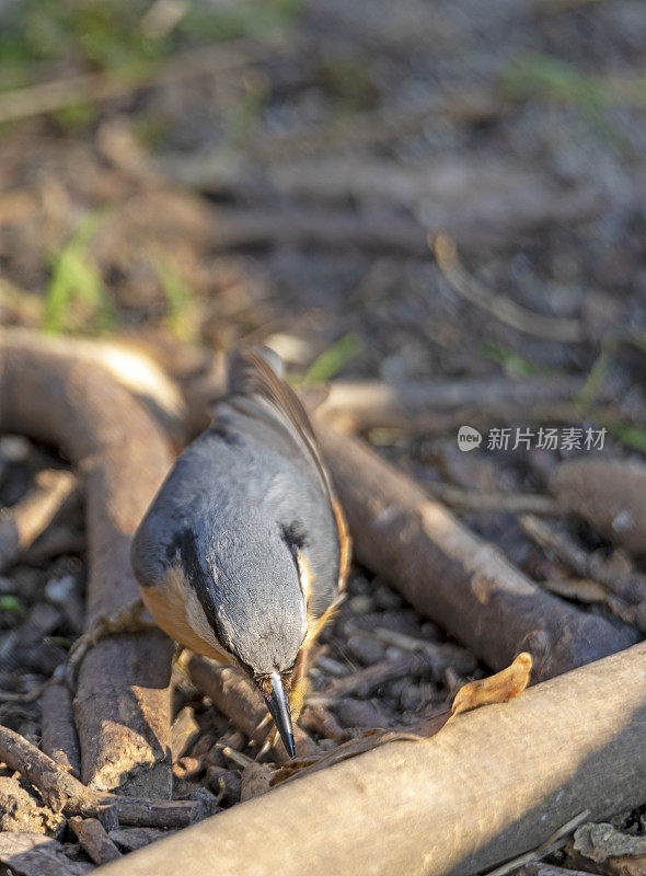 在地上觅食的无齿鸟