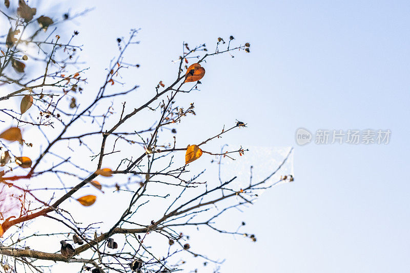 特写阳光下的秋叶，浅蓝色的背景与复制空间