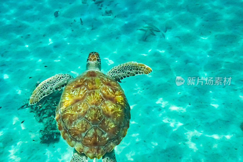 加勒比海水下的野生绿海龟