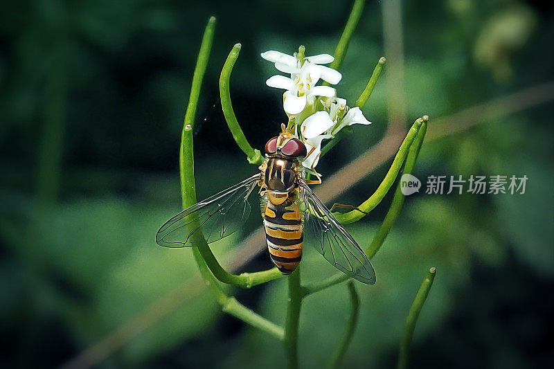 食蚜蝇类昆虫