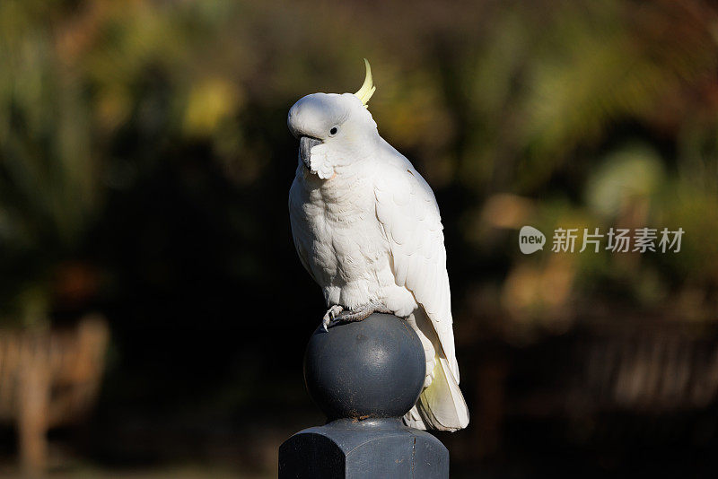 硫冠凤头鹦鹉，柱子上的仙人掌