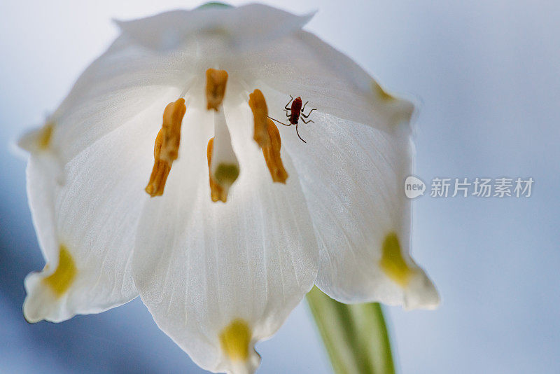 春天雪花花的微距镜头