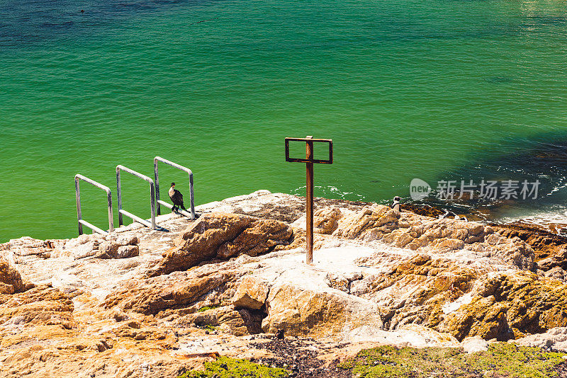 大鸬鹚在南非博尔德斯海滩福斯湾欣赏美景