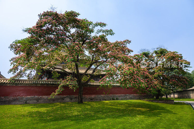 中国天坛公园的夏季景观