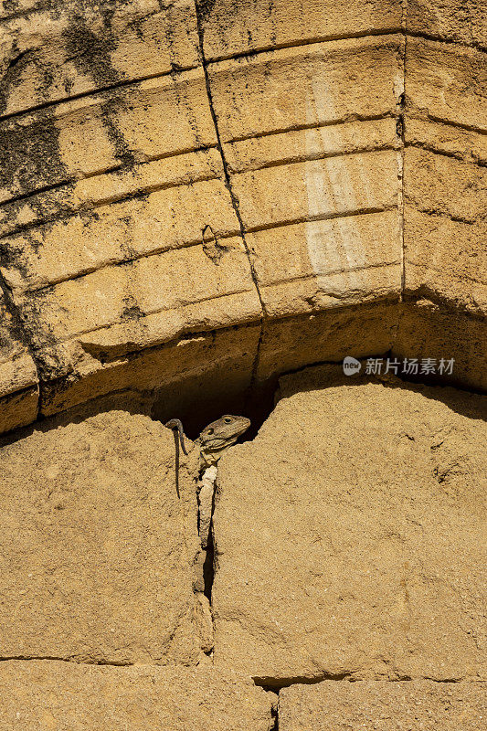 阿卡玛蜥蜴警惕地从古老砂岩教堂拱门的缝隙中窥视