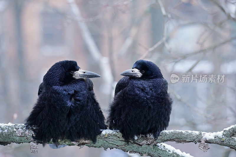 特写的两只乌鸦坐在树枝上对城市景观