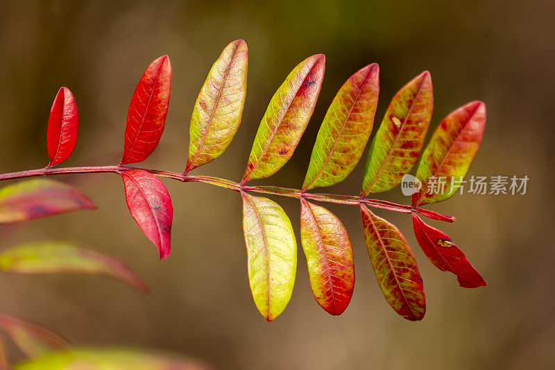 特写秋天的颜色来在漆树树叶与自然色调的焦点在背景