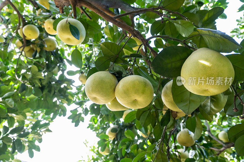 有机果园里种满了成熟的柚子