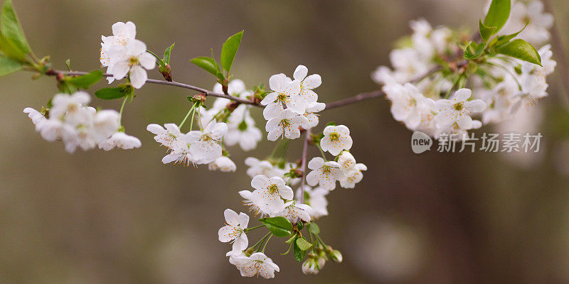 白色的春花。盛开的樱花。春季自然背景