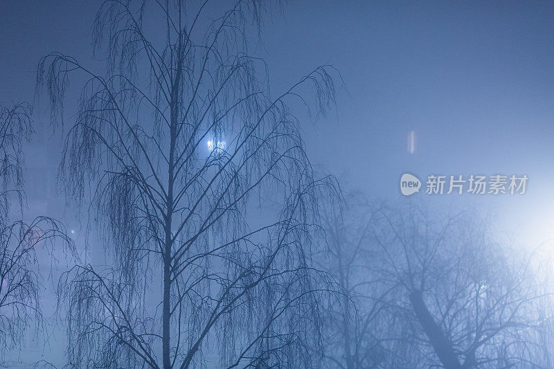 雾。夜晚的城市。潮湿的天气。树的轮廓