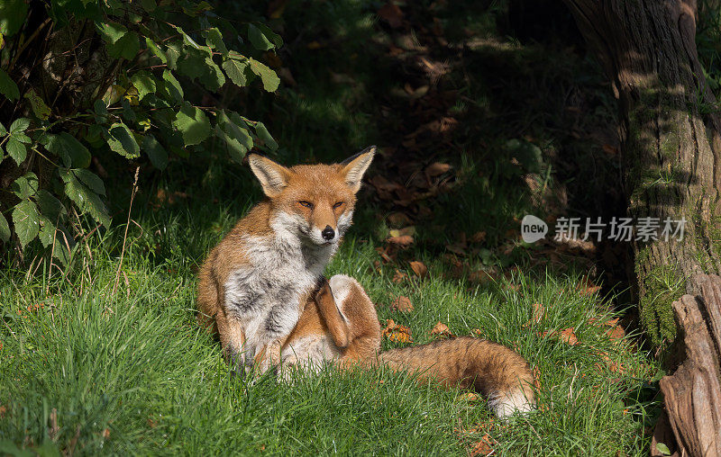 红狐坐在树林里的阳光下