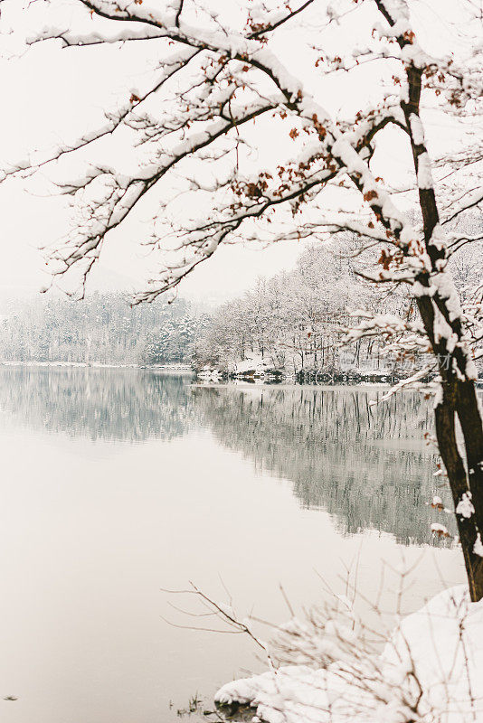 雪覆盖了湖边光秃秃的树