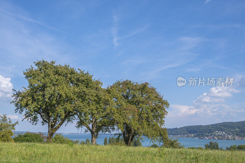 夏天，无边湖畔草地上的果树