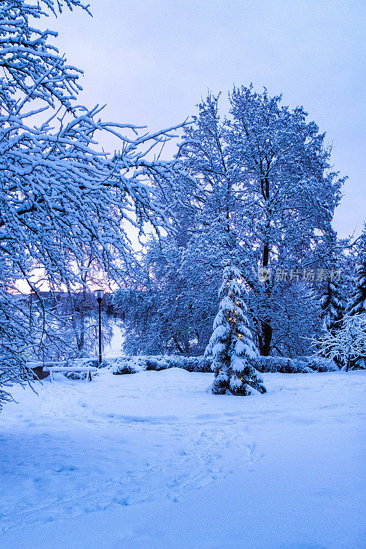 冬季景观，城市公园和树木在雪和白霜。日落