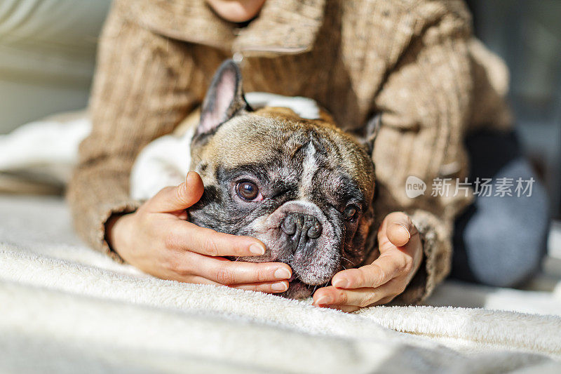 成年女子和她的法国斗牛犬在家里