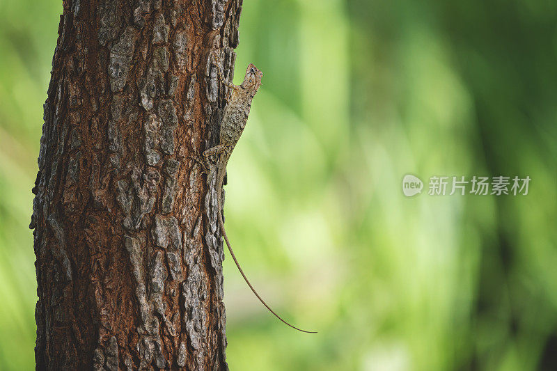 一只斯里兰卡蜥蜴站在阳光灿烂的树上