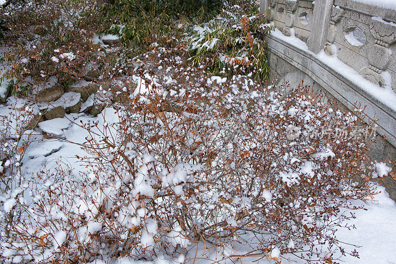 花园里的雪