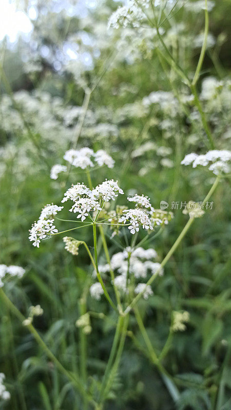 伞形花序伞形花序(蜂科)科伞形花序属(炭火属)大型草本植物的白色花。美丽的春天自然。基辅,乌克兰。